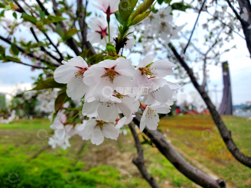 高清大图下载【趣麦麦图】樱花早樱晚樱花朵花卉花瓣嫩叶树枝