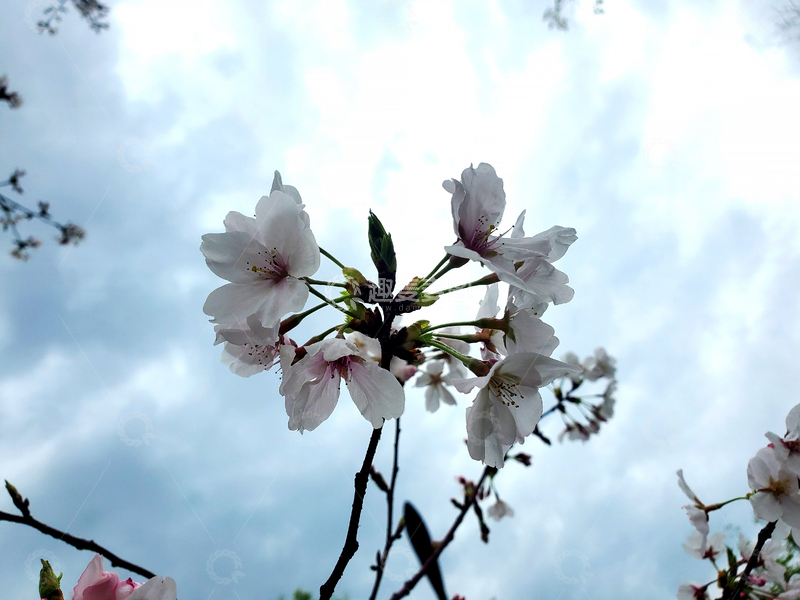高清大图下载【趣麦麦图】樱花早樱花朵花卉花苞嫩叶花枝树枝