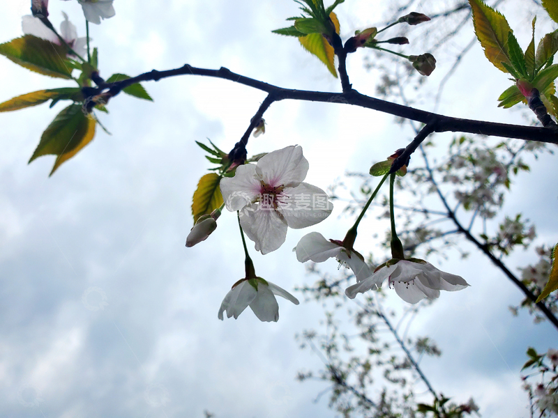 高清大图下载【趣麦麦图】樱花花朵花卉花瓣花蕊嫩叶树叶树枝