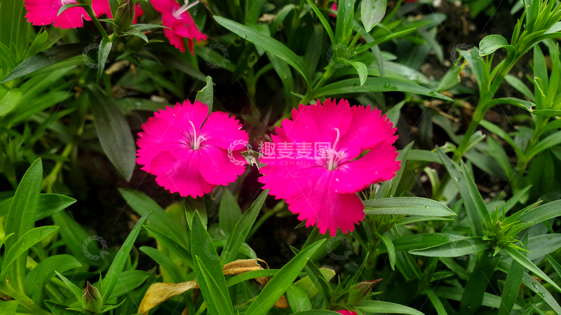 高清大图下载【趣麦麦图】石竹花花朵花卉花瓣花蕊绿叶植物