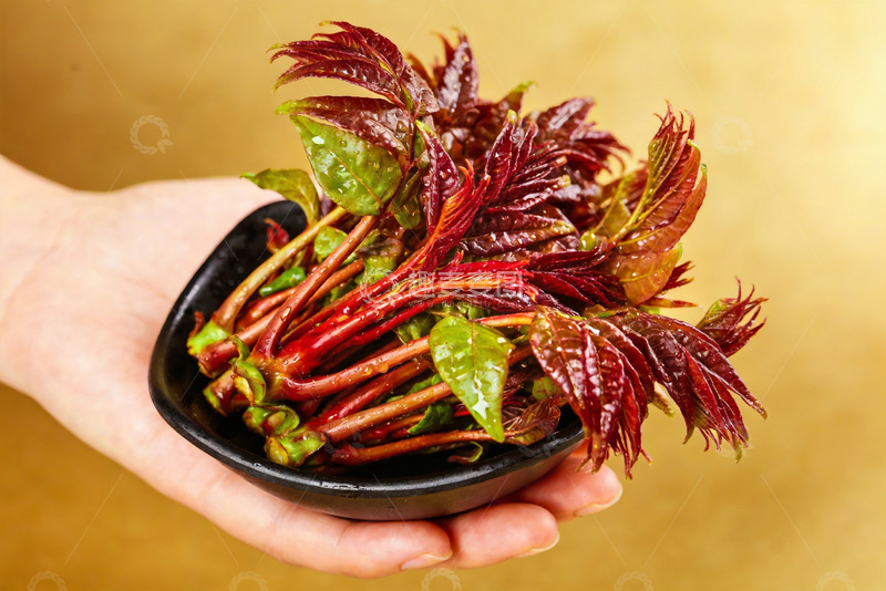 高清大图下载【趣麦麦图】香椿芽新鲜香椿17