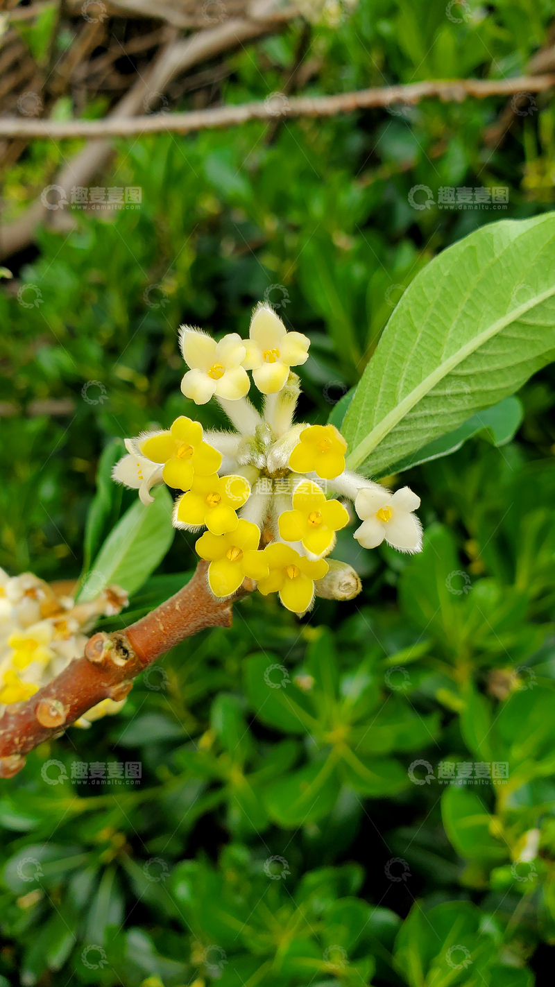 高清大图下载【趣麦麦图】结香花花朵花卉花簇绿叶树枝