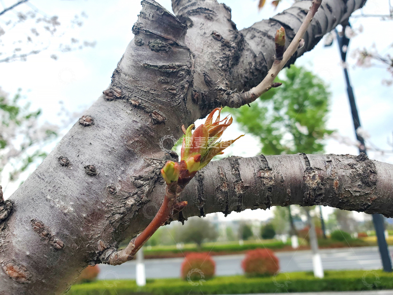高清大图下载【趣麦麦图】樱花树嫩芽嫩叶树芽树木树干树枝