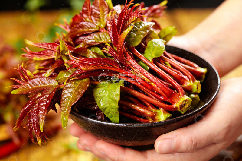 高清大图下载【趣麦麦图】香椿芽新鲜香椿13