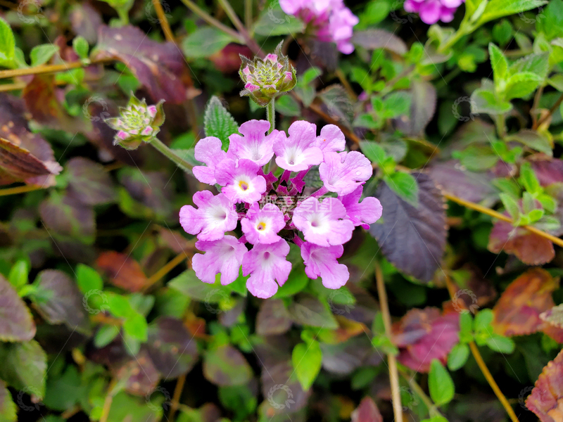 高清大图下载【趣麦麦图】马缨丹花簇花卉花朵花球植物