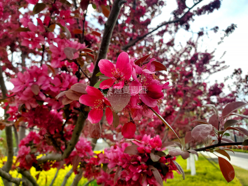 高清大图下载【趣麦麦图】海棠花海棠树花朵花卉树叶树枝树木