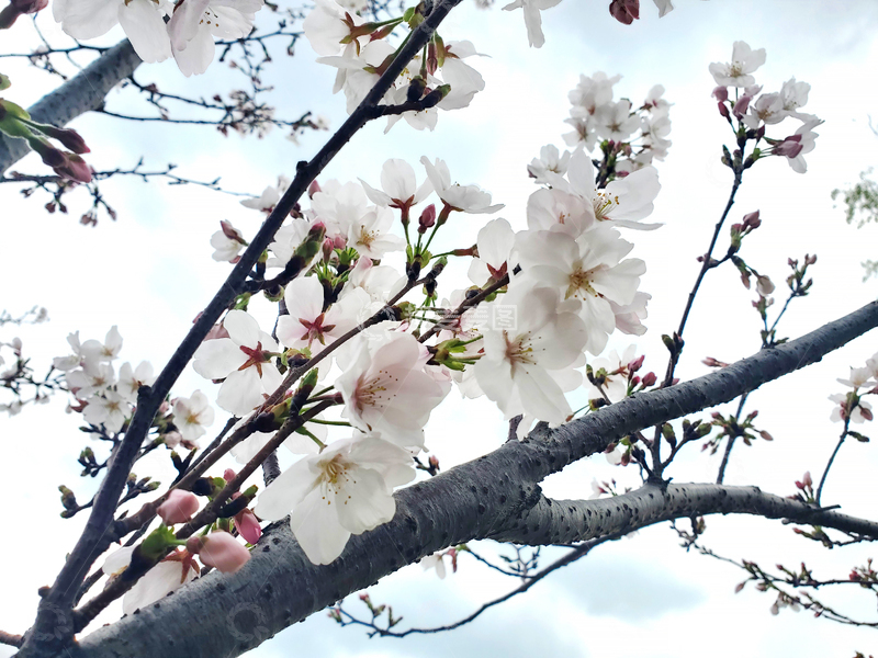 高清大图下载【趣麦麦图】晚樱樱花花朵花卉花苞嫩叶花枝树枝