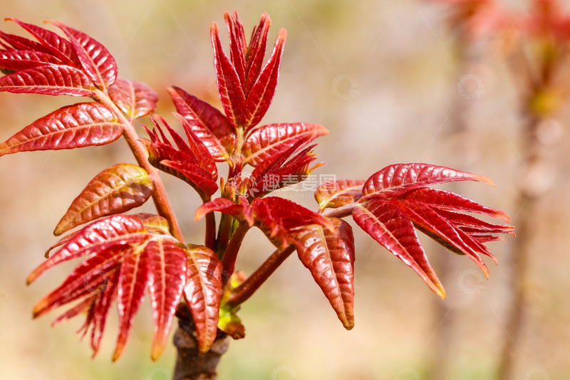 高清大图下载【趣麦麦图】香椿嫩芽新鲜香椿4