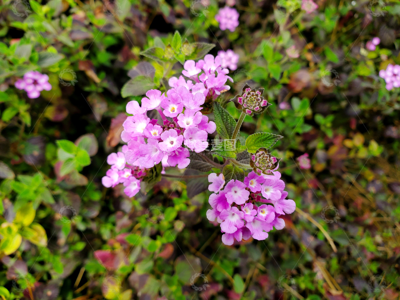 高清大图下载【趣麦麦图】蔓马缨丹花簇花球花朵花卉花丛植物