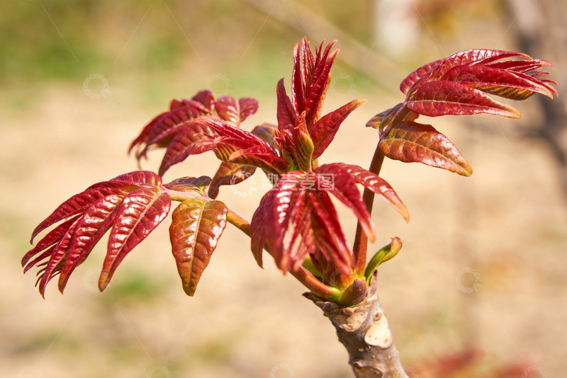 高清大图下载【趣麦麦图】香椿嫩芽新鲜香椿3