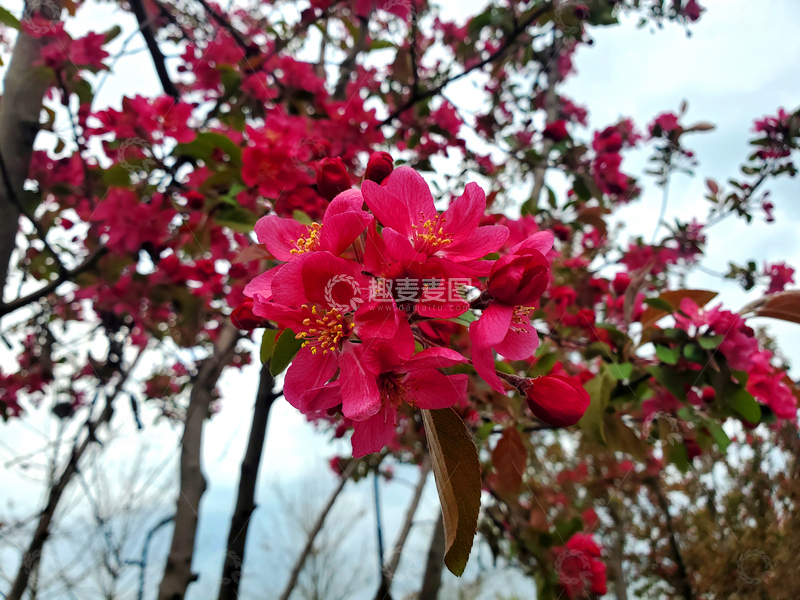 高清大图下载【趣麦麦图】北美海棠花花朵花卉花瓣花蕊花苞花枝树叶