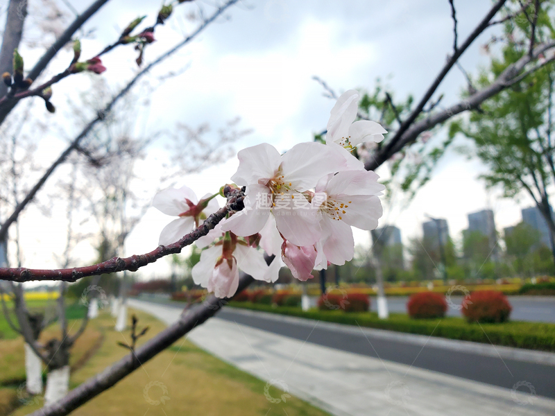 高清大图下载【趣麦麦图】樱花晚樱花朵花卉花苞嫩叶花枝树枝