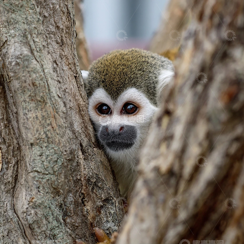 高清大图下载【趣麦麦图】树间隐匿的神秘生灵