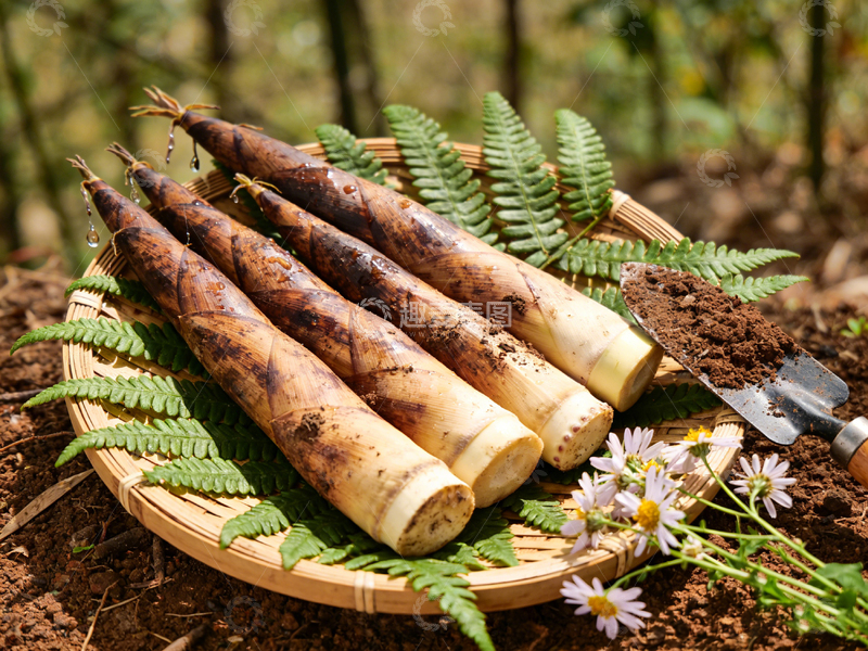 高清大图下载【趣麦麦图】竹林春笋自然风光摄影