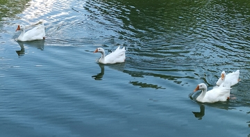宁静湖面白鹅游