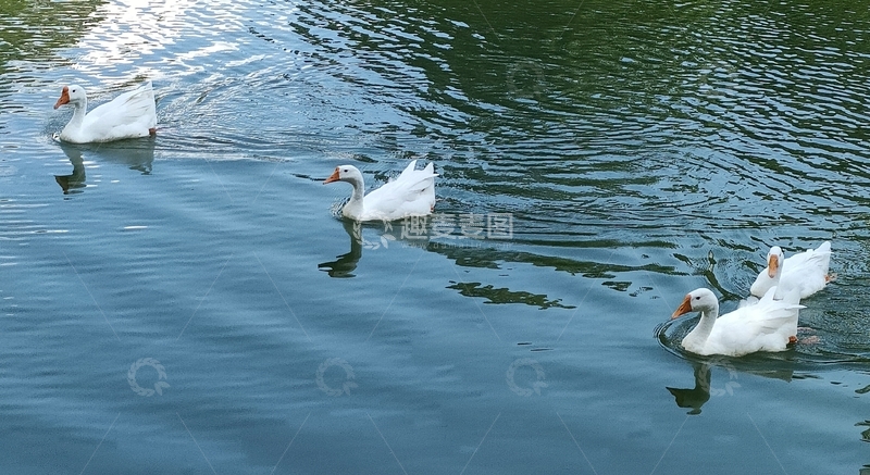 高清大图下载【趣麦麦图】宁静湖面白鹅游