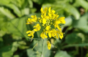 油菜花特写自然摄影