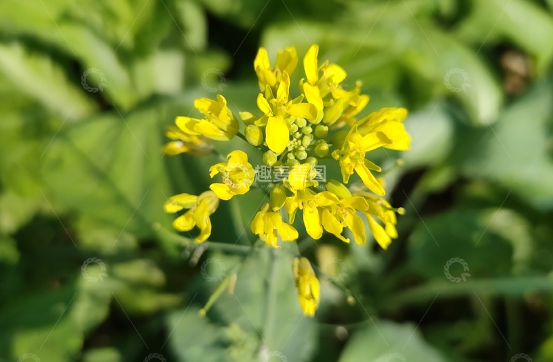高清大图下载【趣麦麦图】油菜花特写自然摄影
