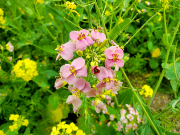 油菜花花朵花卉花苞花瓣花蕊绿叶植物