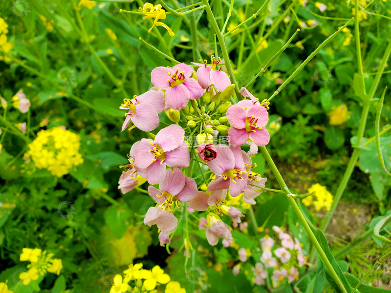高清大图下载【趣麦麦图】油菜花花朵花卉花苞花瓣花蕊绿叶植物