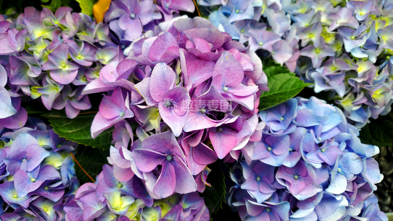 高清大图下载【趣麦麦图】紫阳花绣球花花朵花卉花瓣花球花丛