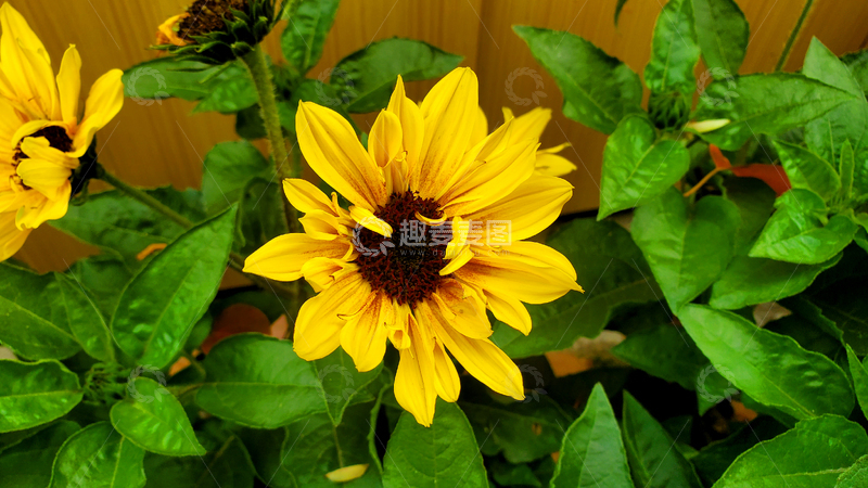 高清大图下载【趣麦麦图】葵花向日葵花朵花卉花瓣花蕊绿叶