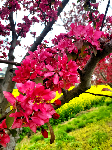 海棠花海棠树花朵花卉花簇花瓣树干