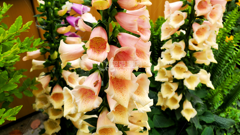 高清大图下载【趣麦麦图】毛地黄花朵花卉花瓣花序