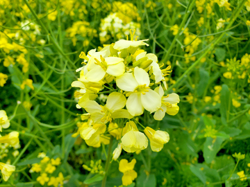白色油菜花花朵花卉花瓣花蕊花簇花球