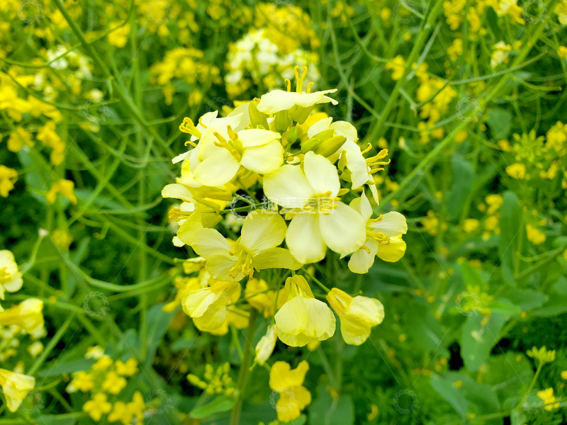 高清大图下载【趣麦麦图】白色油菜花花朵花卉花瓣花蕊花簇花球
