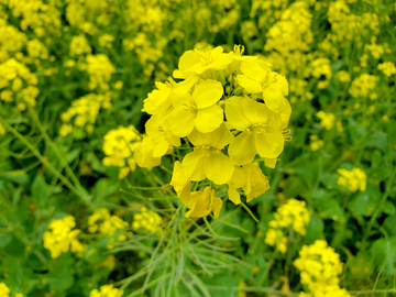 黄色油菜花花朵花卉花瓣花蕊花球花簇