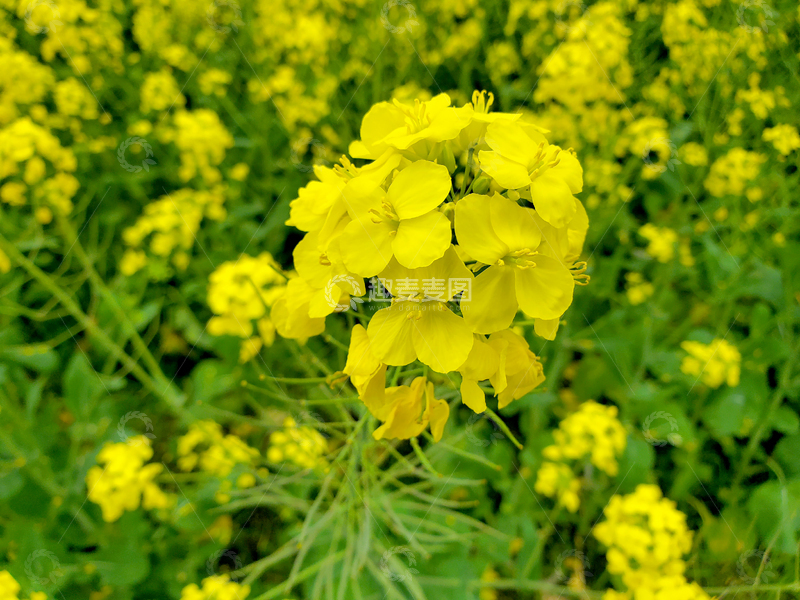 高清大图下载【趣麦麦图】黄色油菜花花朵花卉花瓣花蕊花球花簇
