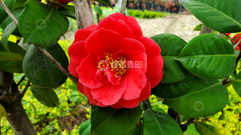 高清大图下载【趣麦麦图】山茶花花朵花卉花瓣花蕊绿叶树叶树枝