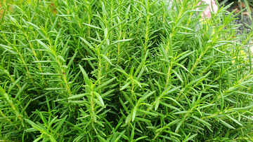 迷迭香九里香香草草丛青草植物