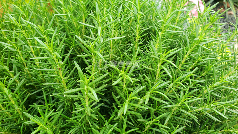 高清大图下载【趣麦麦图】迷迭香九里香香草草丛青草植物