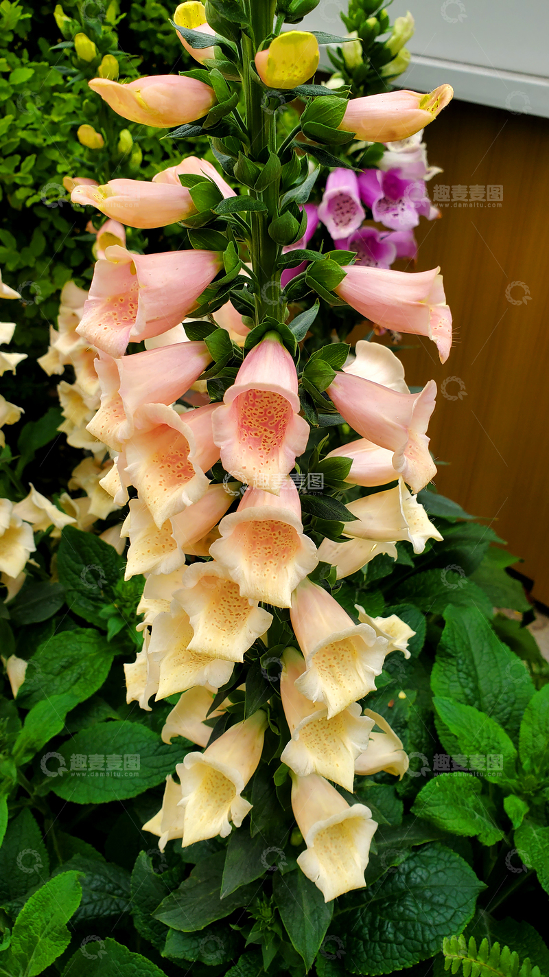 高清大图下载【趣麦麦图】洋地黄花朵花卉花苞花瓣花序植物