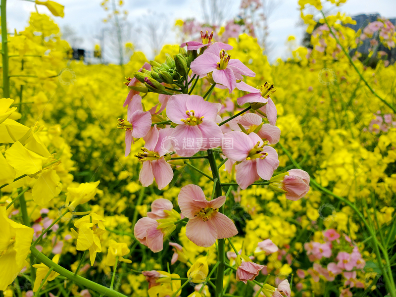 高清大图下载【趣麦麦图】粉色油菜花花朵花卉花苞花瓣花丛花海