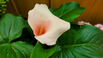 马蹄莲慈姑花海芋百合花朵花卉花蕊