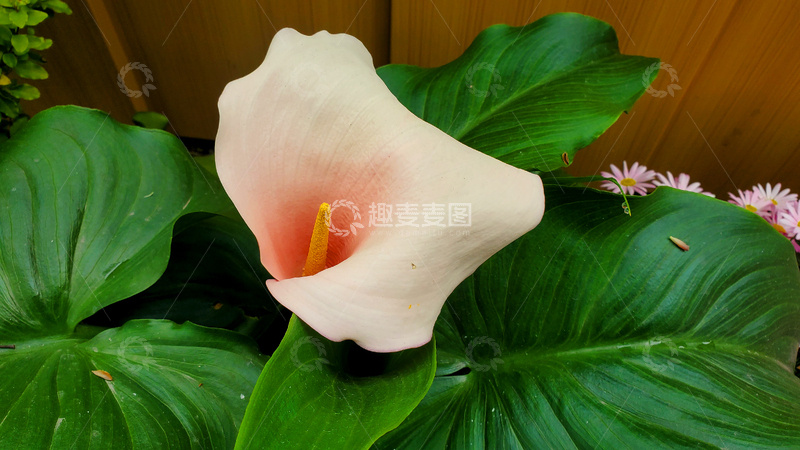 高清大图下载【趣麦麦图】马蹄莲慈姑花海芋百合花朵花卉花蕊