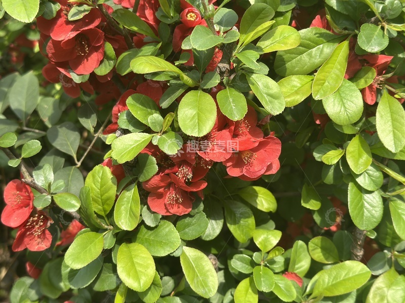 高清大图下载【趣麦麦图】红花绿叶自然风景摄影1