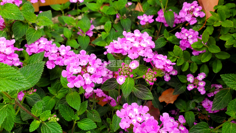 高清大图下载【趣麦麦图】紫花马缨丹花朵花卉花簇花球绿叶花丛