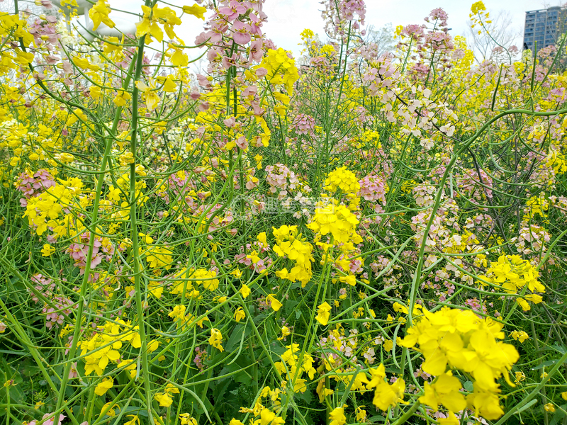高清大图下载【趣麦麦图】油菜花花朵花卉花丛花海农作物植物