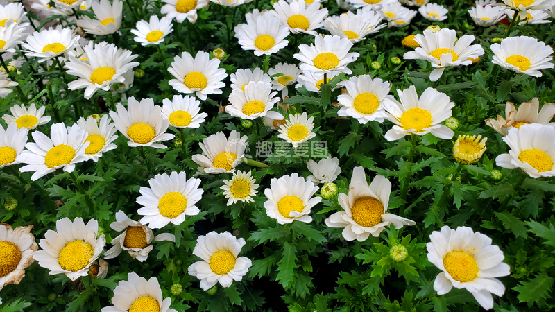 高清大图下载【趣麦麦图】白晶菊小白菊菊花花朵花卉花丛植物