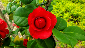 红色山茶花花朵花卉花瓣花苞绿叶