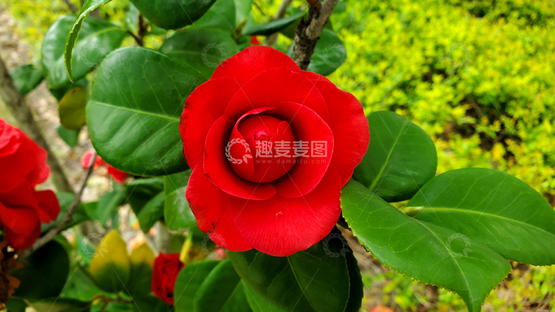 高清大图下载【趣麦麦图】红色山茶花花朵花卉花瓣花苞绿叶