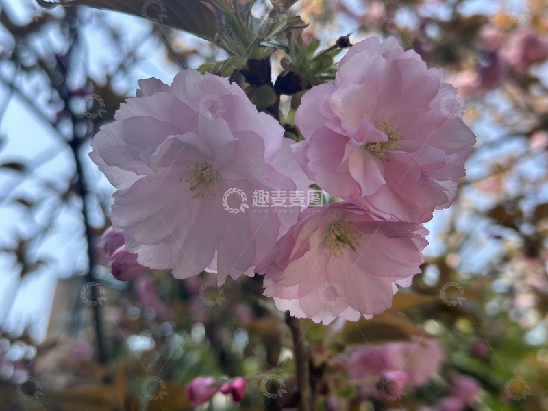 高清大图下载【趣麦麦图】-春日樱花粉嫩绽放