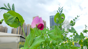 荷兰豌豆花花朵花卉花瓣嫩叶藤蔓