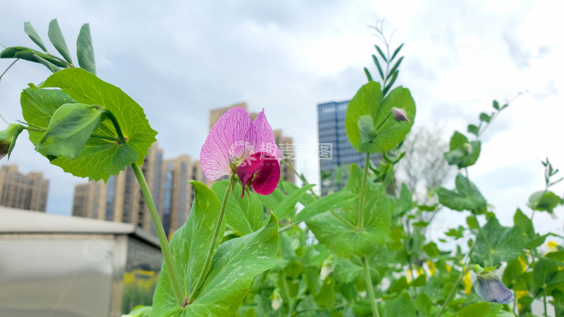 高清大图下载【趣麦麦图】荷兰豌豆花花朵花卉花瓣嫩叶藤蔓
