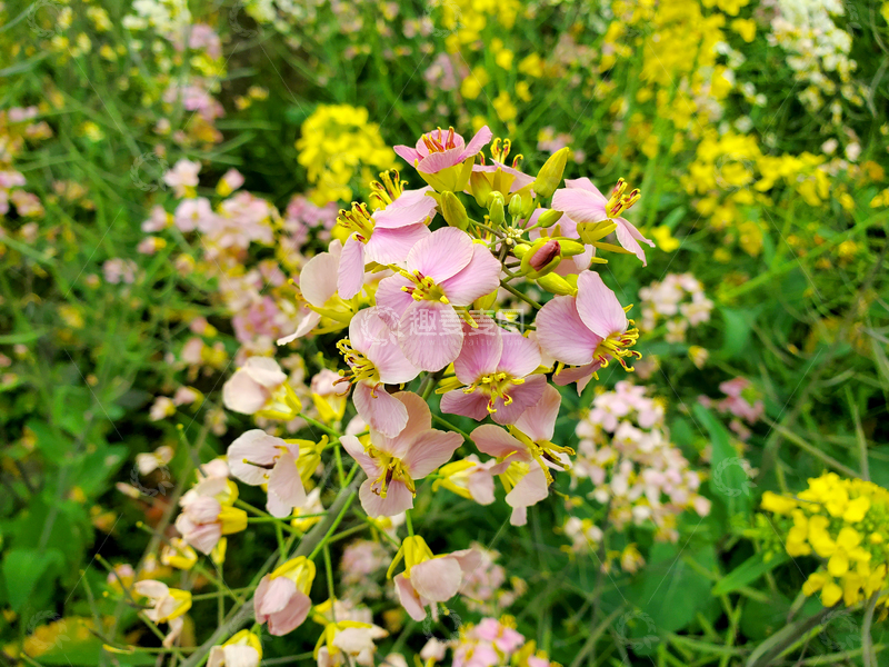 高清大图下载【趣麦麦图】粉色油菜花花朵花卉花蕾花苞植物农作物