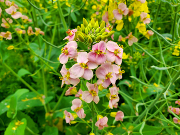 油菜花花朵花卉花苞花瓣花蕊植物
